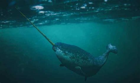 Narwhal Teeth Everything You Need To Know
