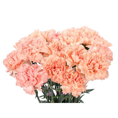 Carnation Peach Select Grade Potomac Floral Wholesale
