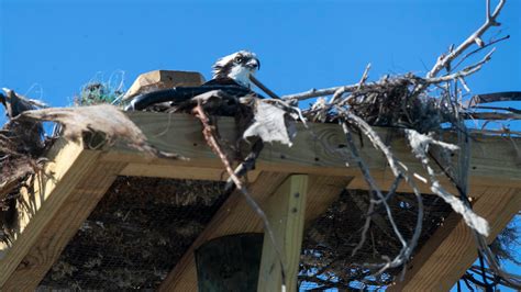 Osprey Nest Relocated From Forklift To New Platform On Fort Myers Beach