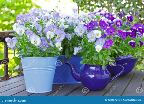 Purple Blue Pansies Pots Spring Stock Image Image Of Pansy Colours