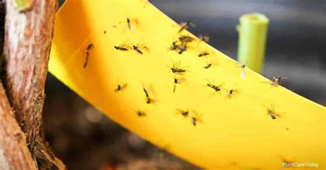 How To Effectively Kill Fungus Gnats With Cinnamon Best Garden Info