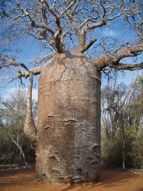 Baobab Tree কিউরিসিটি কর্ণার