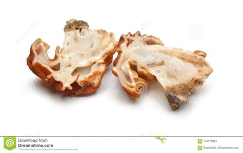 False Morel Mushroom Stock Photo Image Of White Edible