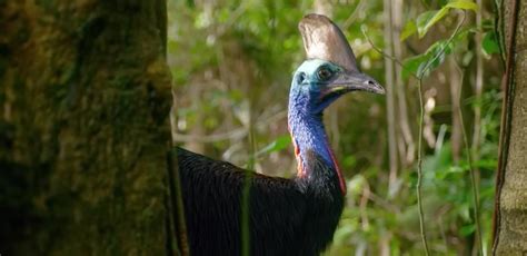 Why Are Cassowaries Dangerous Theyre One Of The Most Harmful Birds