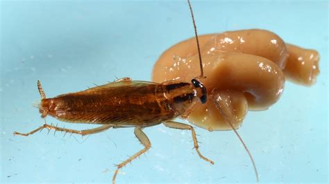 Cockroaches Are Getting Closer To Invincibility Scientists Warn