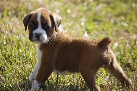 The city's population was 116,250 at the 2010 u.s. Boxer Puppies For Sale | Springfield, IL #113238 | Petzlover