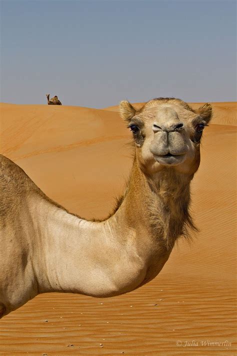 Camel 17 Best Ideas About Camels On Pinterest Camel Baby