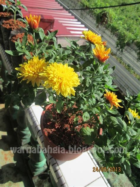 Warna Bahgia Bunga Kekwa Crysanthemum
