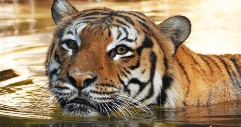 Florida Zoo Kills Critically Endangered Tiger For Simply Being A Tiger