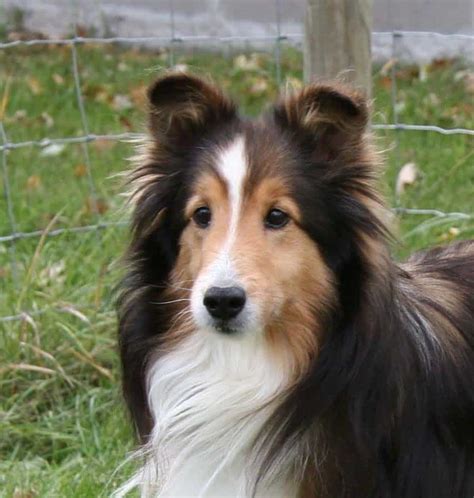 Shetland Sheep Dog Mix