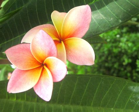 Best Of Beautiful Tropical Flowers Images Top Collection Of Different