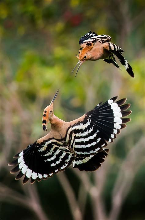 Hoopoe Birds Hoopoe Bird Pet Birds Colorful Birds