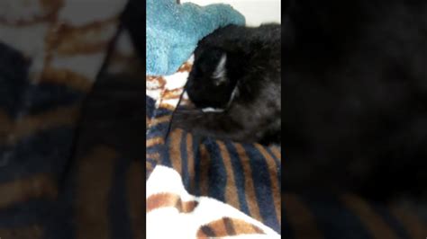 Kitten Sucking On My Blanket Youtube