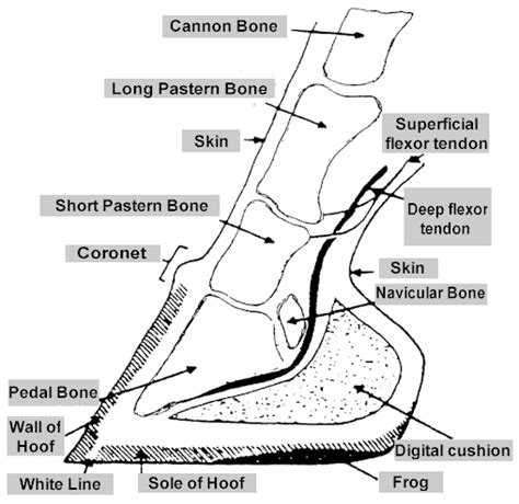 Diagram Horse Hoof Anatomy Diagram Mydiagramonline