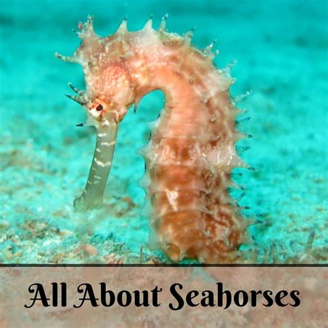 Facts About Seahorses And How To Care For Them Pethelpful