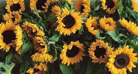 Inspiration 35 Aesthetic Pictures Of Sunflowers
