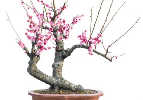 Cherry Blossom Bonsai Care Best Secrets