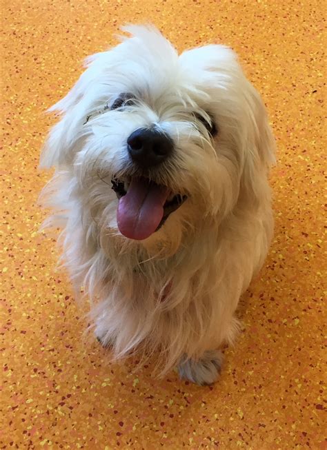 Patty Small Male Maltese Terrier Mix Dog In Qld Petrescue