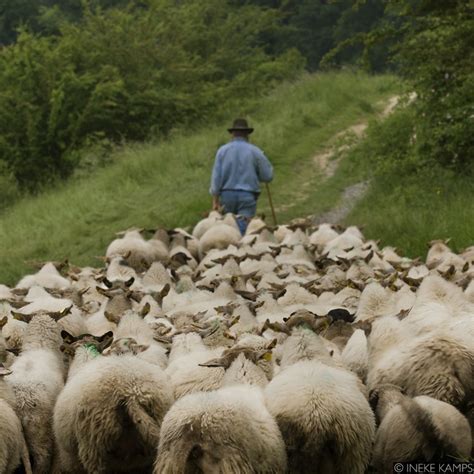 Lessons From A Sheep Part 8 Follow The Leader Moving On