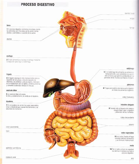 Arriba 97 Imagen Dibujo Del Sistema Digestivo Y Sus Partes Mirada Tensa