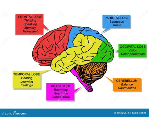 Illustration Of Human`s Brain Functions Stock Illustration