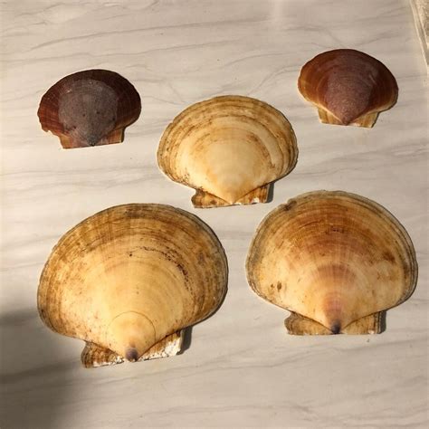 Atlantic Scallop Shells Various Sizes Etsy