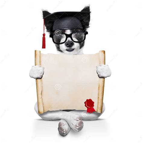 Diploma Dog Stock Photo Image Of Paper Blank Education 51844860