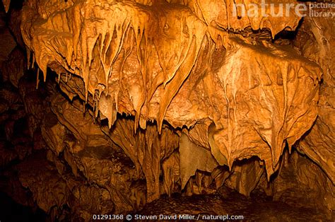 Stock Photo Of Ngilgi Cave Is In A System Of Limestone Caves Richly