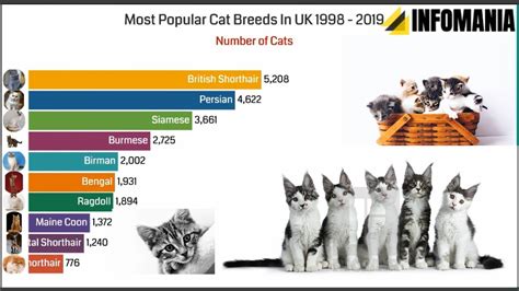 Most Popular Cat Breeds In Uk Top 10 Domesticated Cat Breeds Youtube