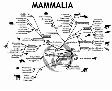 Mammals Evolution Science And Nature