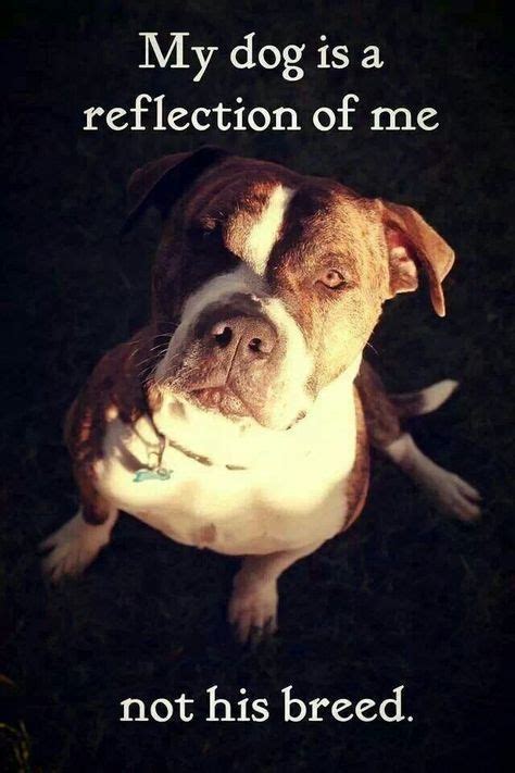 Pin On Pitbulls