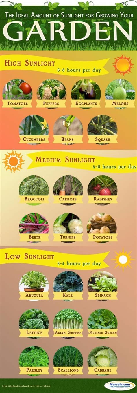 Sunlight Requirements Vegetables Require Infographic The Whoot