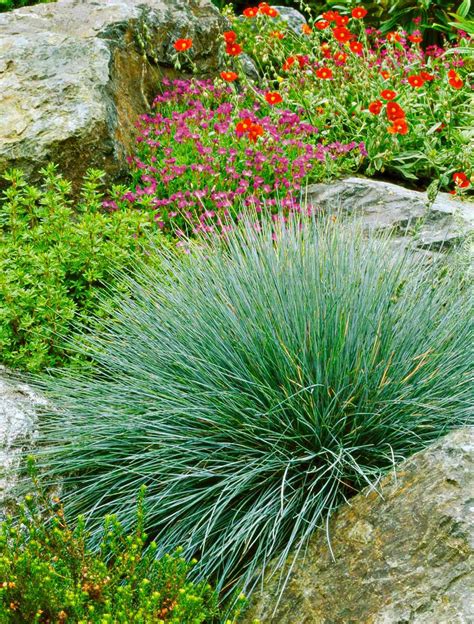 Blue Fescue Better Homes And Gardens