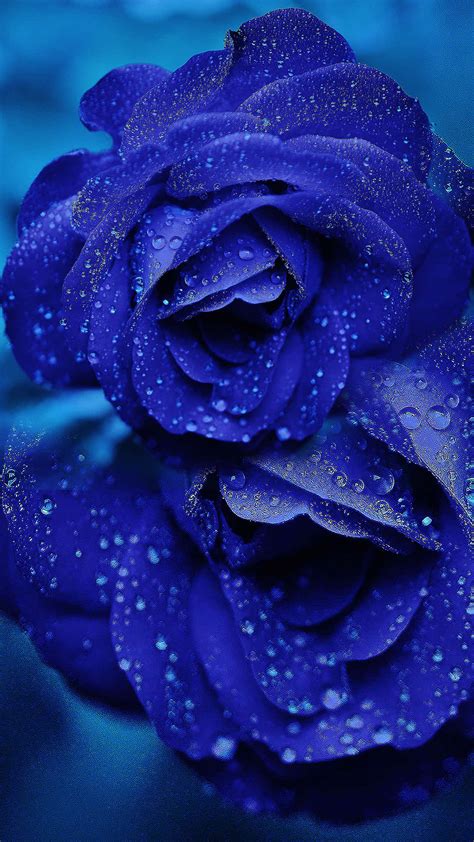 Beautiful Blue Rose Flowers Wallpapers Best Flower Site