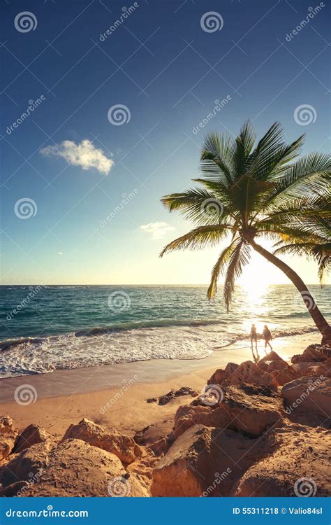 Palmeras En La Playa Tropical Foto De Archivo Imagen De Celaje