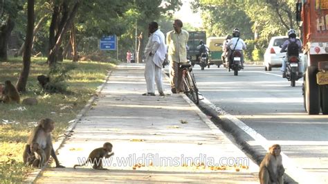 Street monkeys of Delhi - YouTube