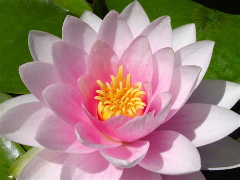Water Lily High Quality Wallpapers