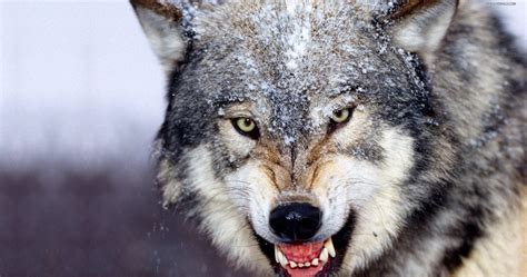 Angry Wolf Wallpapers Hd Wallpaper Cave