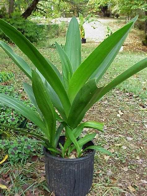Photo Of The Entire Plant Of Crinum Lily Crinum Jagus Rattrayii