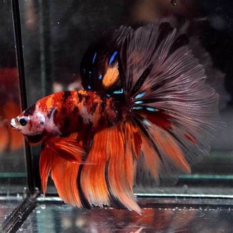 You'll find a high quality of healthy and colorful betta fish for sale. RARE-Live-Betta-Fish-Fancy-NEMO-TIGER-KOI-Beautiful ...