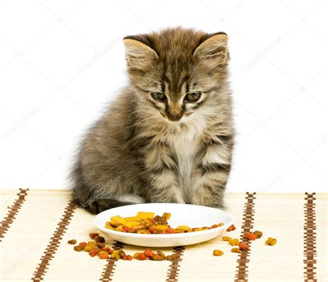 Small Kitten Eating Dry Cat Food — Stock Photo © Bedolaga 1029012