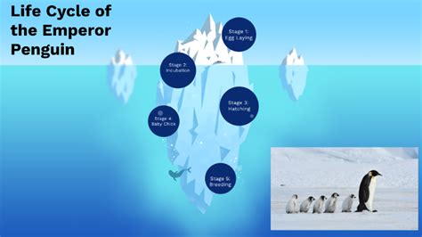 Life Cycle Of The Emperor Penguin By Ashley Murtagh