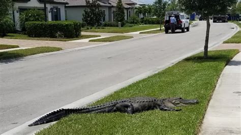 Massive Alligator Shows Up At Front Door Of Florida Home Tries To Meet