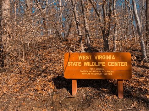 See Wolves At The West Virginia Wildlife Center In Upshur County