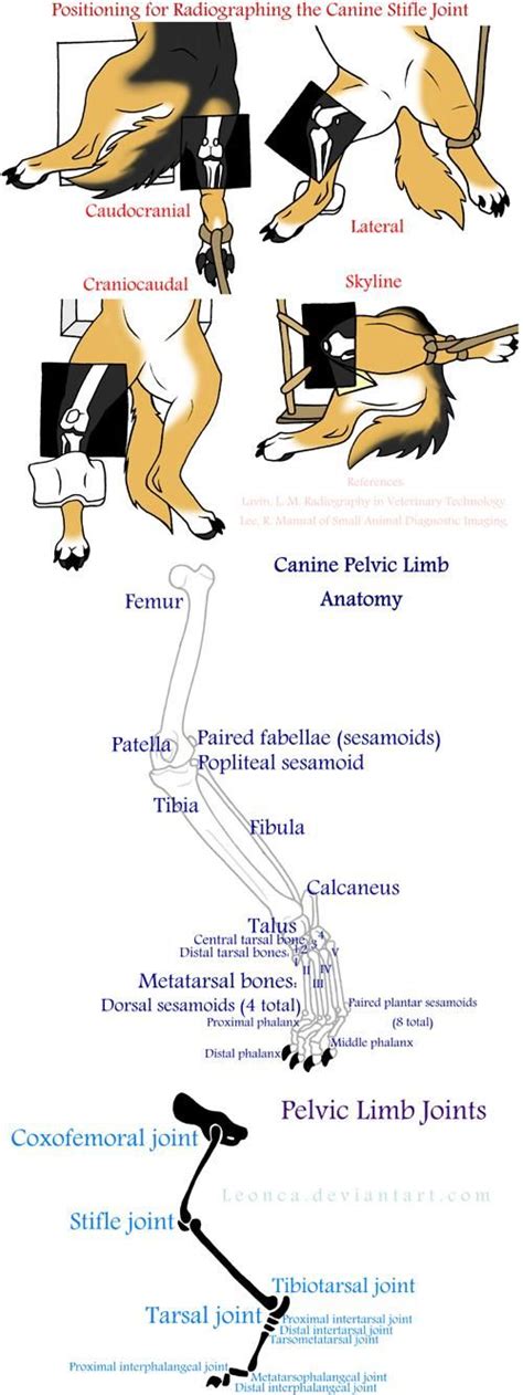 The anatomy of dogs varies tremendously from breed to breed, more than in any other animal the dog's ancestral skeleton provided the ability to run and leap. Canine Pelvic Limb Anatomy by Leonca on DeviantArt (With ...