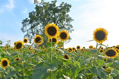 Tall Sunflowers With Tree Photograph By Amanda Claire