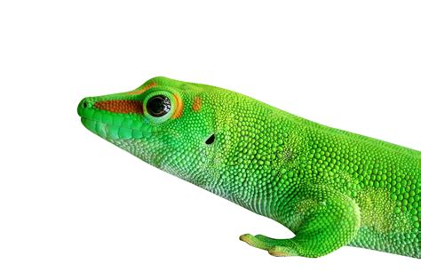 Gecko Lizard Transparent Background Png Get Your Free Creative