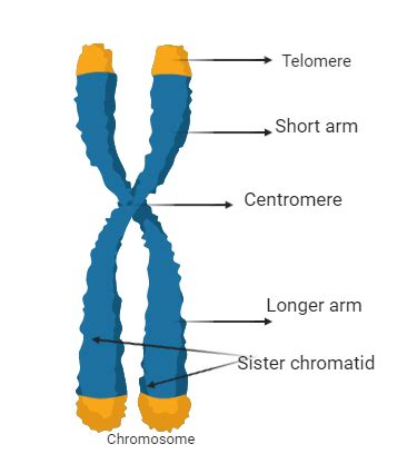 What Is A Chromosome Draw A Labeled Diagram Of The Structure Of The