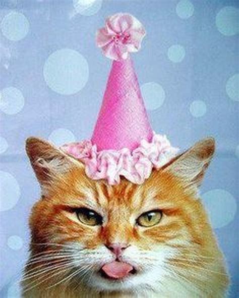 Party Happy Birthday Cat Meme Bmp Best