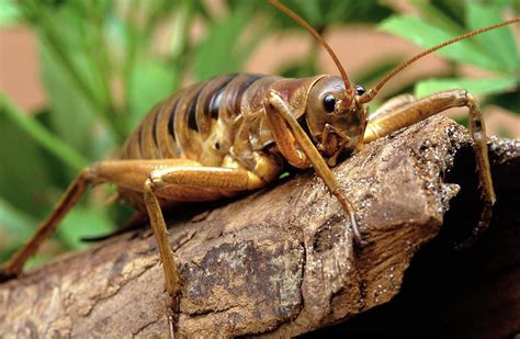 This Is The Giant Wētā One Of The Largest Insects On Earth An Example